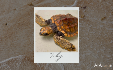 AIA Cargo is a helping hand in the rescue mission for Toby the Turtle