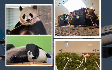 AIA Cargo attends the departure of the UK’s only giant pandas back to China